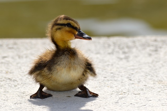 duckling